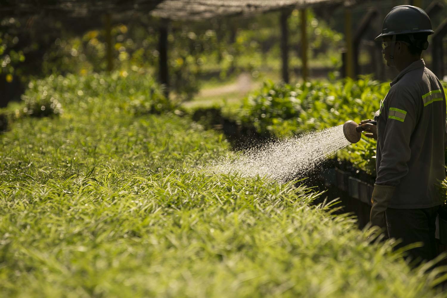 Seedling nursery