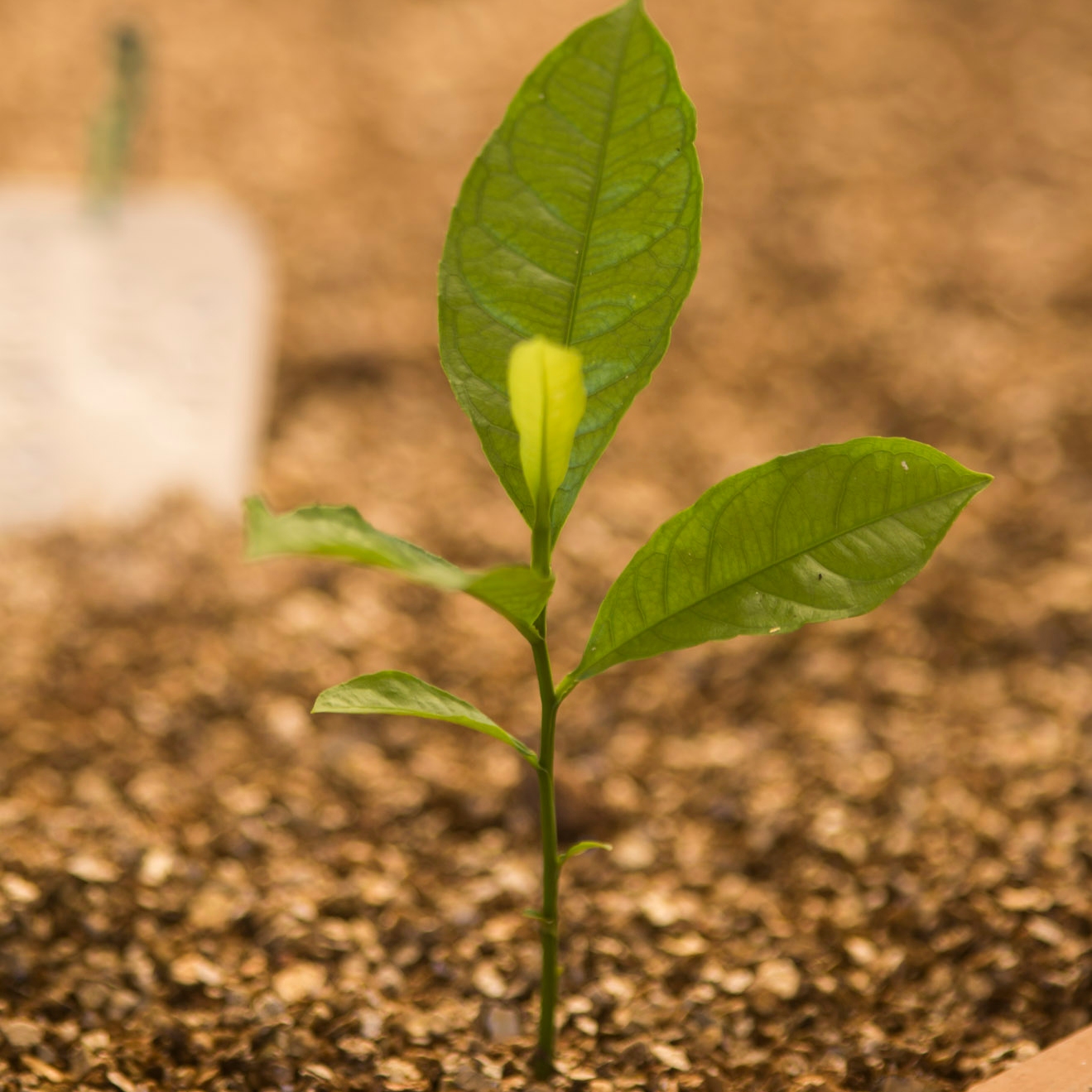 Reforestation area